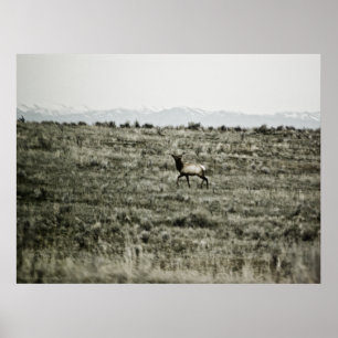 Poster Bull Elk P2800 Imprimer