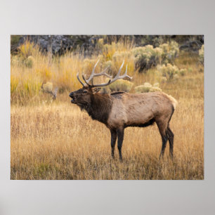 Poster Bull Elk   Parc national de Yellowstone