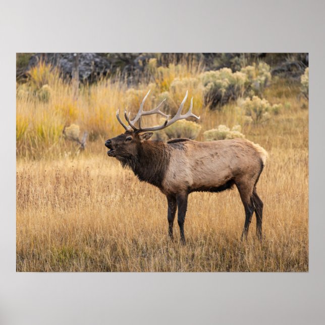 Poster Bull Elk | Parc national de Yellowstone (Devant)