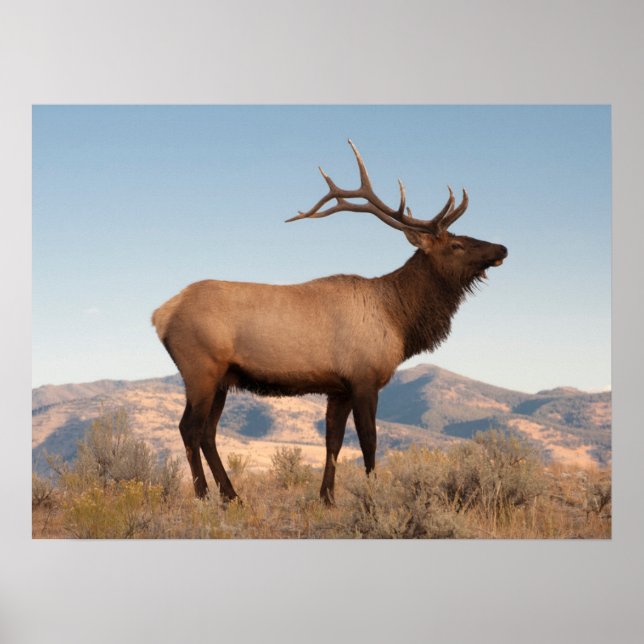 Poster Bull Elk près de Mammoth | Wyoming (Devant)