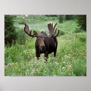 Poster Bull moose Alces alces) en fleur sauvage,