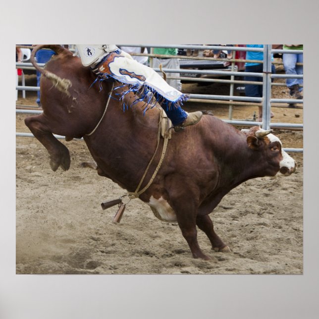 Poster Bull rider au rodéo (Devant)