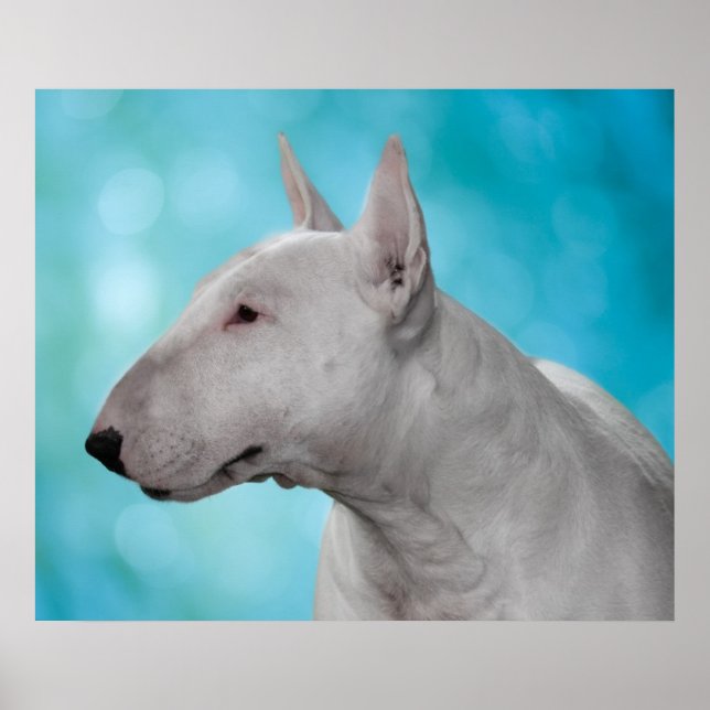 Poster Bull Terrier (Devant)