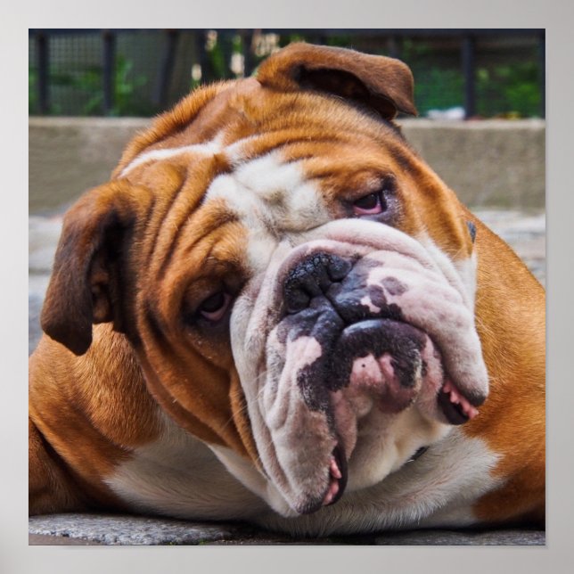 Poster Bulldog (Devant)