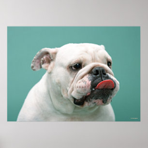 Poster Bulldog