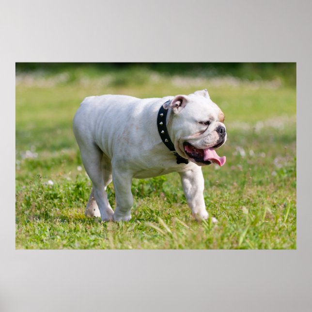 Poster Bulldog anglais (Devant)