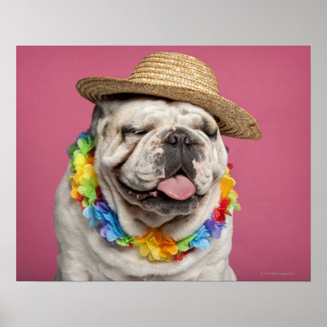 Poster Bulldog anglais (18 mois) en paille (Devant)