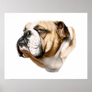 Poster Bulldog Bust