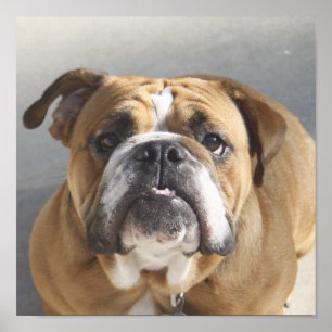 Poster Bulldog Face - Bulldog anglais, Brown