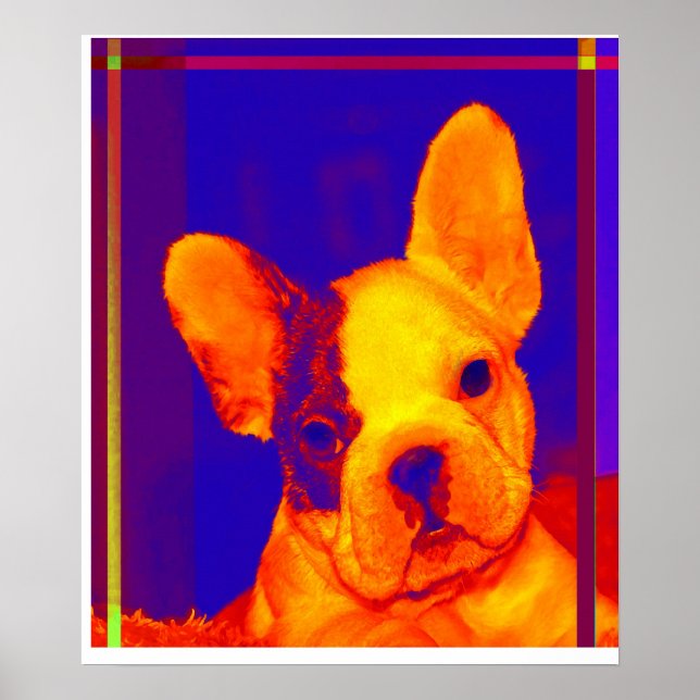Poster bulldog français (Devant)