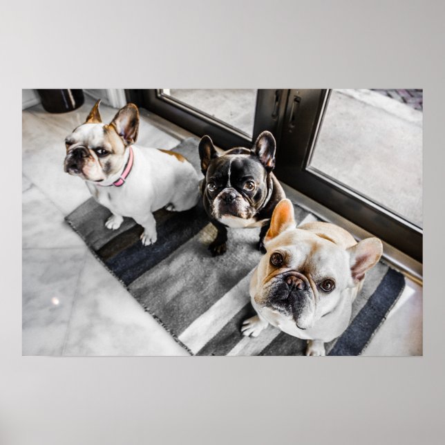 Poster bulldog français (Devant)