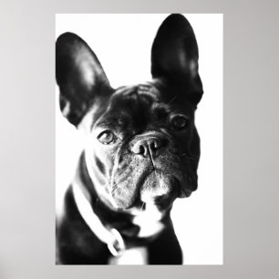 Poster Bulldogg français