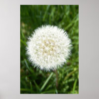 bulle