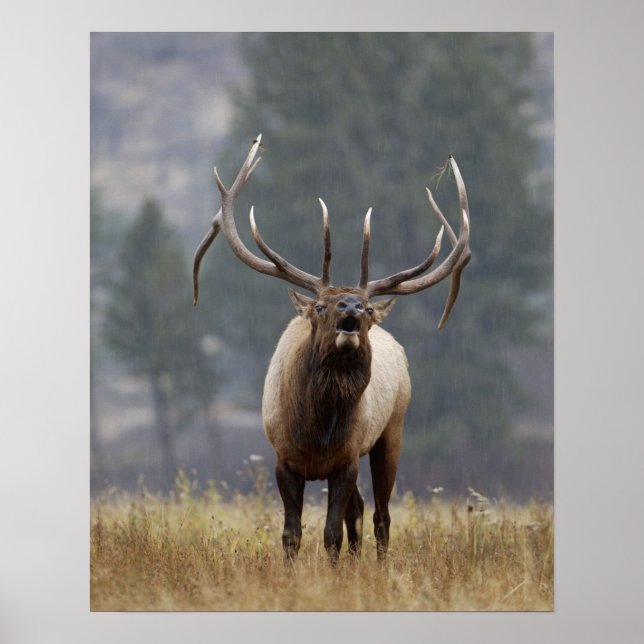Poster Bulle de l'Elk, Yellowstone NP, Wyoming 2 (Devant)