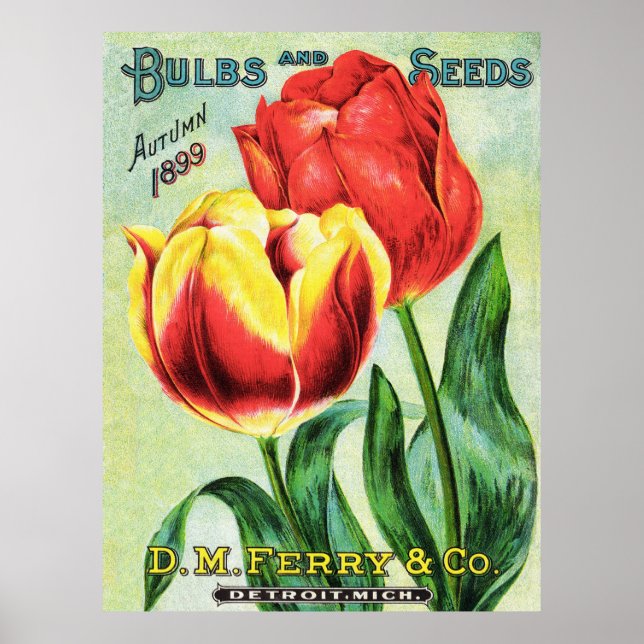 Poster Bulles et graines Tulipe rouge et jaune (Devant)