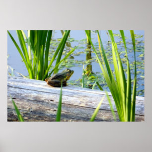 Poster Bullfrog Bliss