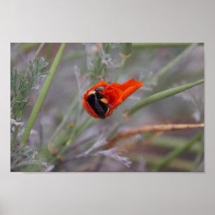 Poster Bumble abeille endormie dans un pavot de Californi
