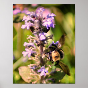 Poster Bumble Abeille Sur Fleur Violet Haut