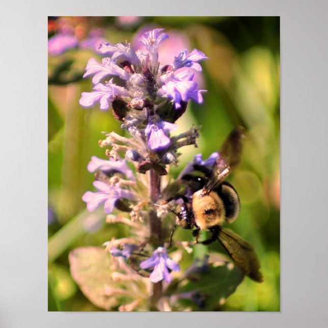Poster Bumble Abeille Sur Fleur Violet Haut (Devant)