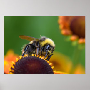 Poster Bumble Bee