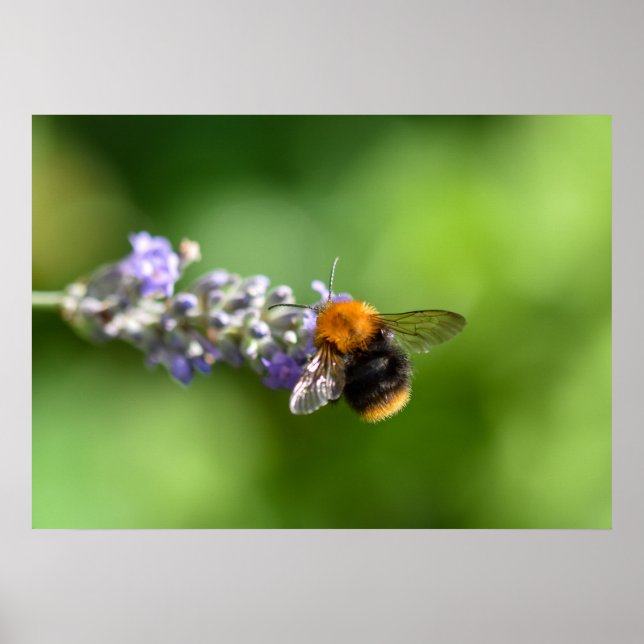 Poster Bumble Bee (Devant)