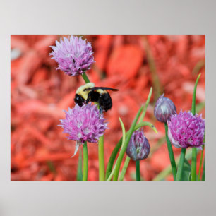 Poster Bumble Bee