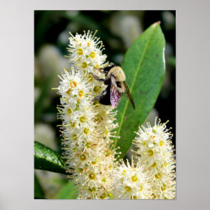 Poster Bumble Bee