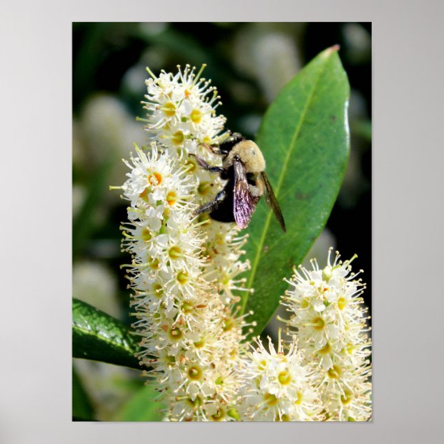 Poster Bumble Bee (Devant)
