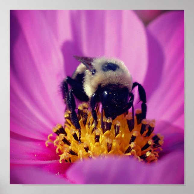 Poster Bumble Bee On Cosmos (Devant)