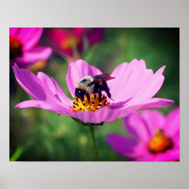 Poster Bumble Bee On Rose Cosmos Flower Close Up (Devant)