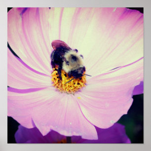 Poster Bumble Bee On Rose Cosmos Flower Close Up