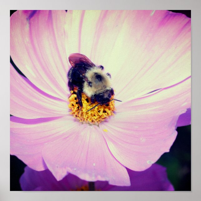 Poster Bumble Bee On Rose Cosmos Flower Close Up (Devant)