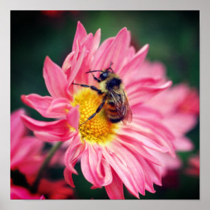 Poster Bumble Bee On Rose Daisy Flower 2