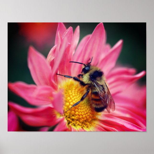 Poster Bumble Bee On Rose Daisy Flower Close Up (Devant)