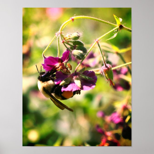 Poster Bumble Bee On Rose Flower Close Up (Devant)