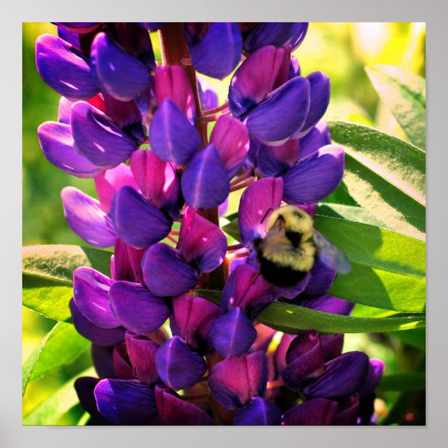 Poster Bumble Bee On Wild Lupine Flower Close Up (Devant)