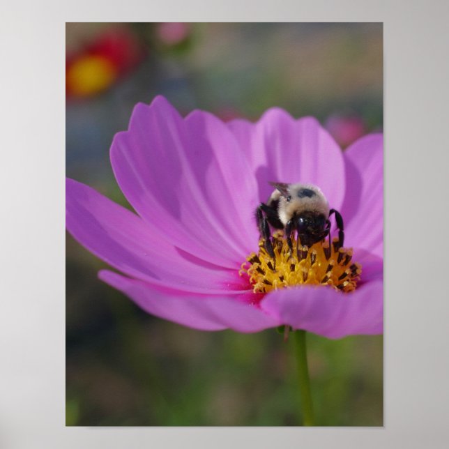 Poster Bumble Bee Sur Cosmos Flower Nature (Devant)