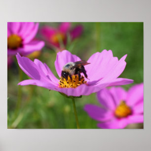 Poster Bumble Bee Sur Fleur Cosmos Rose