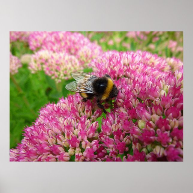 Poster Bumble Bee sur le Sedum (Devant)