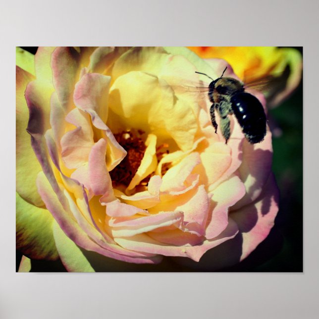 Poster Bumble Bee Volant Dans Rose Rose Rose Gros Plan (Devant)