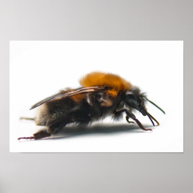 Poster Bumblebee (Devant)