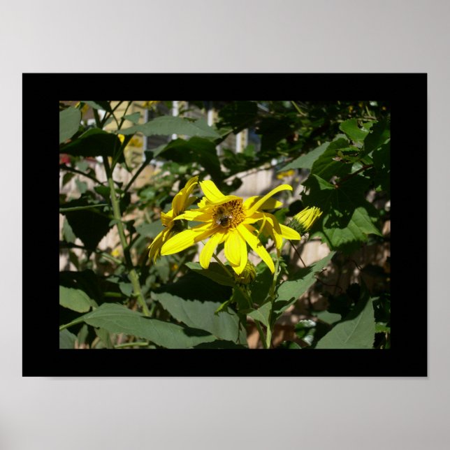 Poster Bumblebee dans un tournesol (Devant)