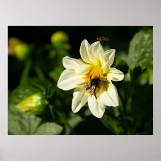 Poster Bumblebee et dahlia blanc photo