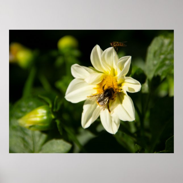 Poster Bumblebee et dahlia blanc photo (Devant)