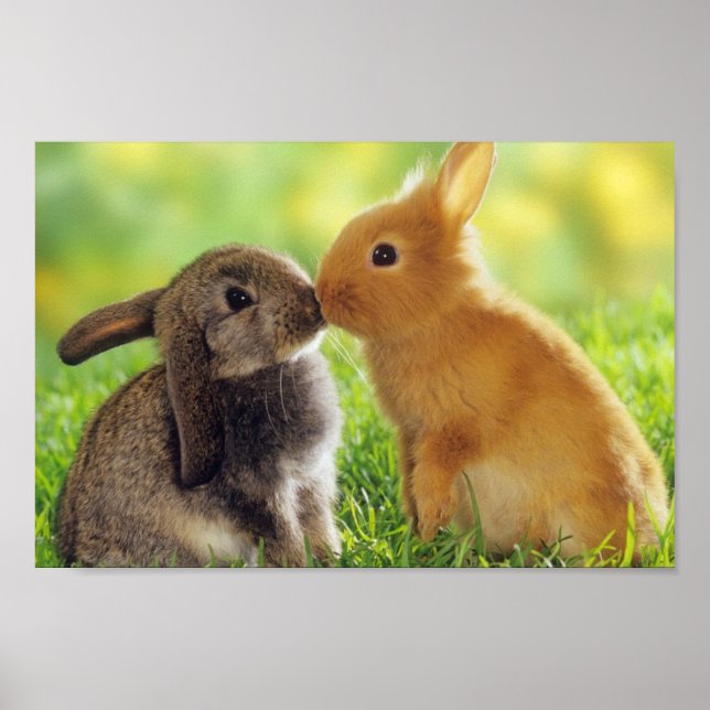 Poster Bunnies (Devant)