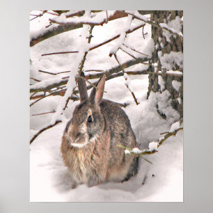 Poster Bunny à la recherche de refuge
