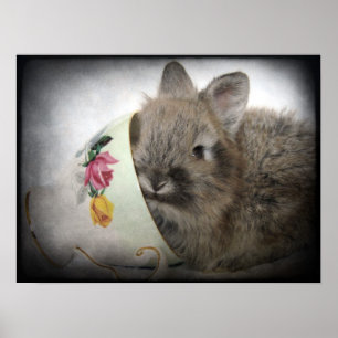 Poster Bunny en tête de lionhead et Teup