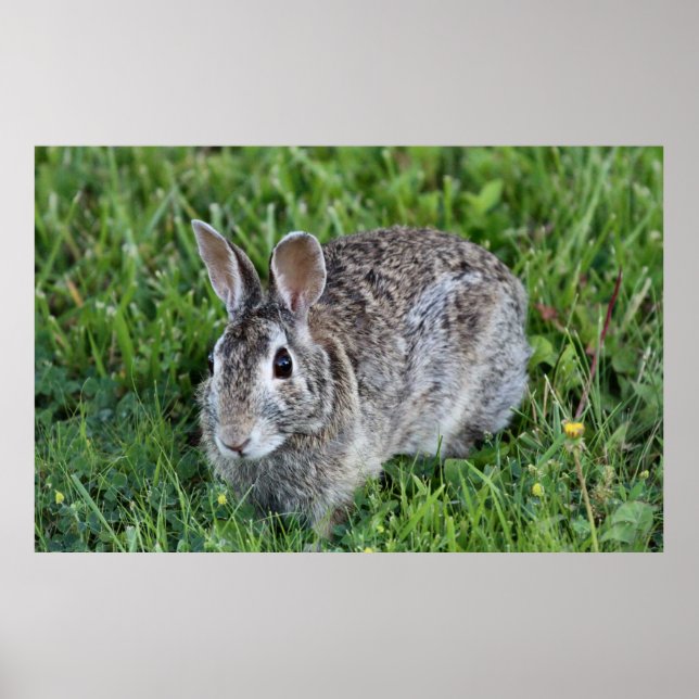 Poster Bunny Hoppy (Devant)
