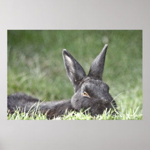 Poster Bunny In the Grass fine art print