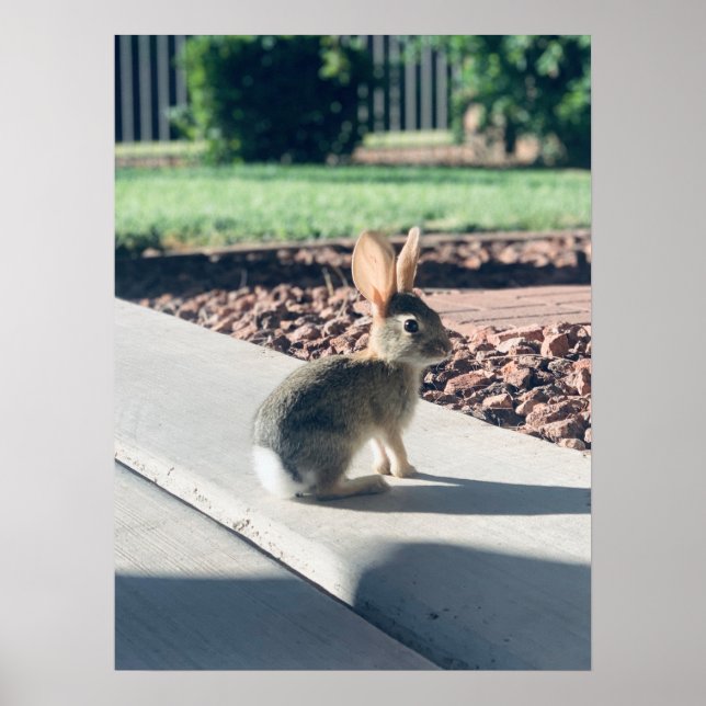 Poster bunny rabbit photo Easter spring (Devant)